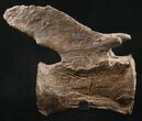Elegant Diplodocus Caudal Vertebra - Dana Quarry #10146-3
